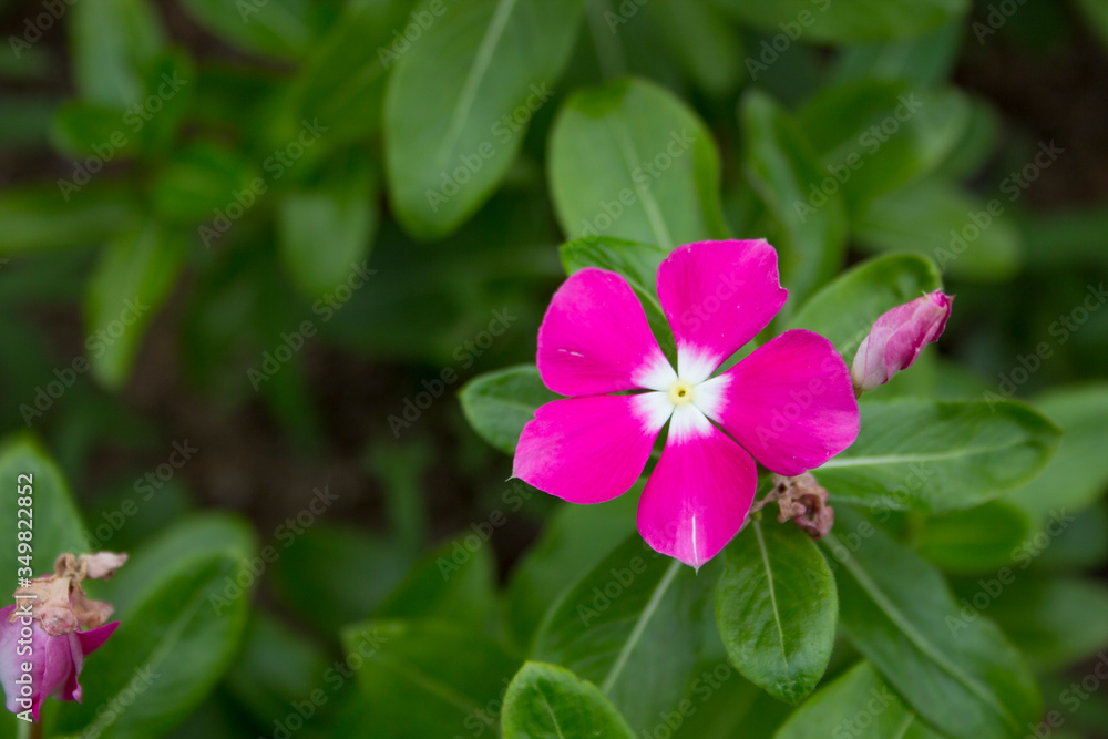The name of this flower is Vinca. The name of this flower is Vinca.