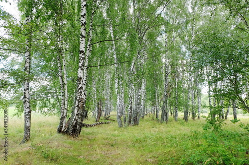 Summer landscape with birch forest