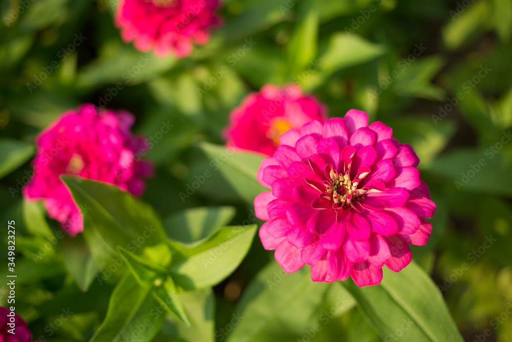 The name of this flower is Zinnia. The name of this flower is Zinnia.