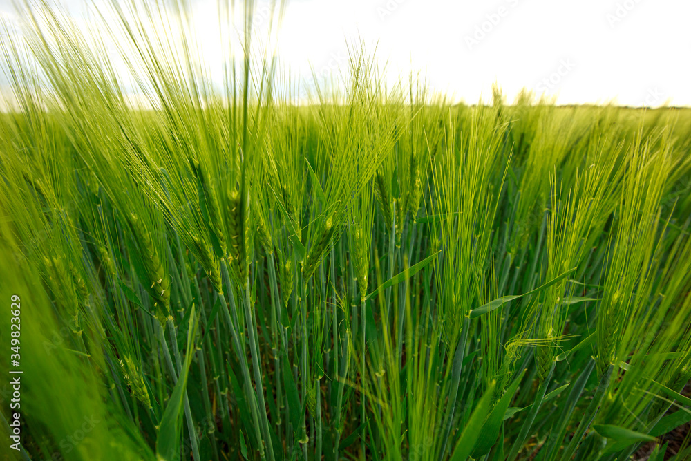Obraz premium Green wheat on a sunny day
