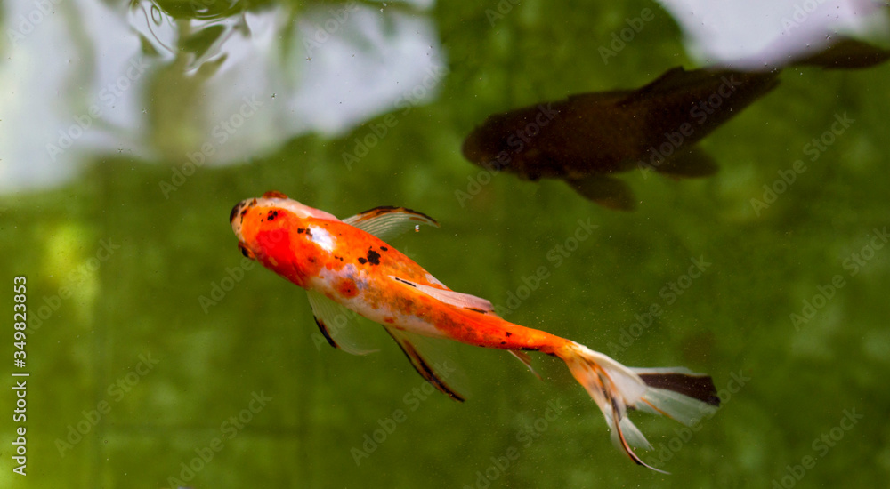 Japanese garden pond or pool with swimming red and black fishes. Japanese garden pond or pool with swimming red and black fishes.
