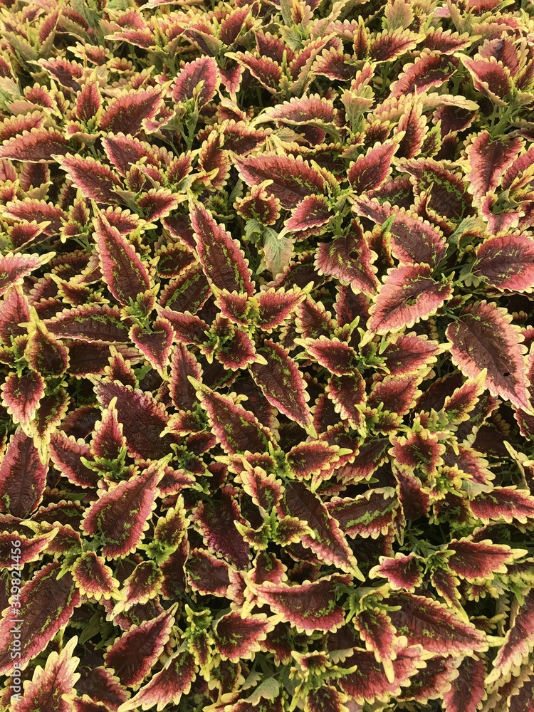 Fototapeta premium red and green leaves