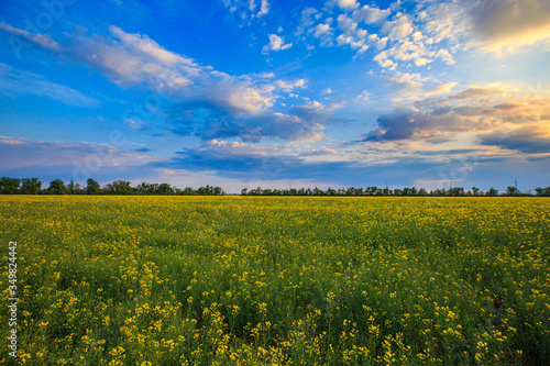 Rapeseed blooms on a field at sunset or dawn.