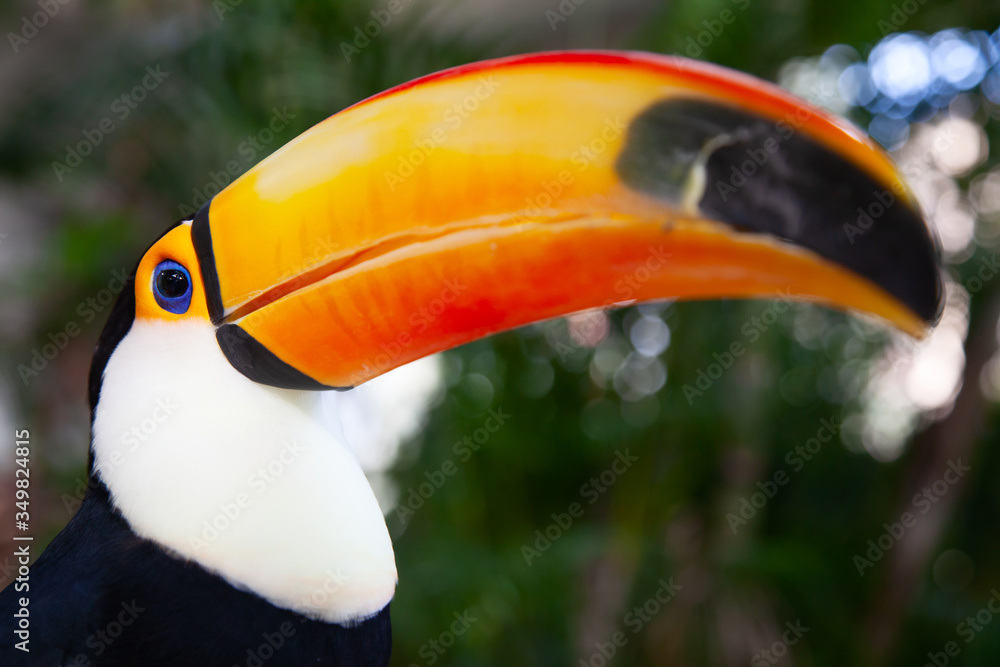 Fototapeta premium Colorful tucan