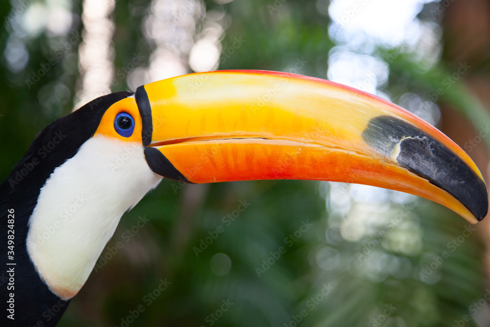 Fototapeta premium Colorful tucan