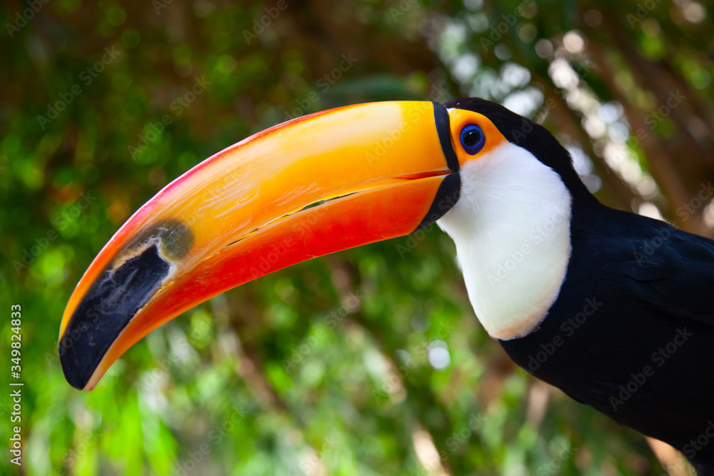 Obraz premium Colorful tucan