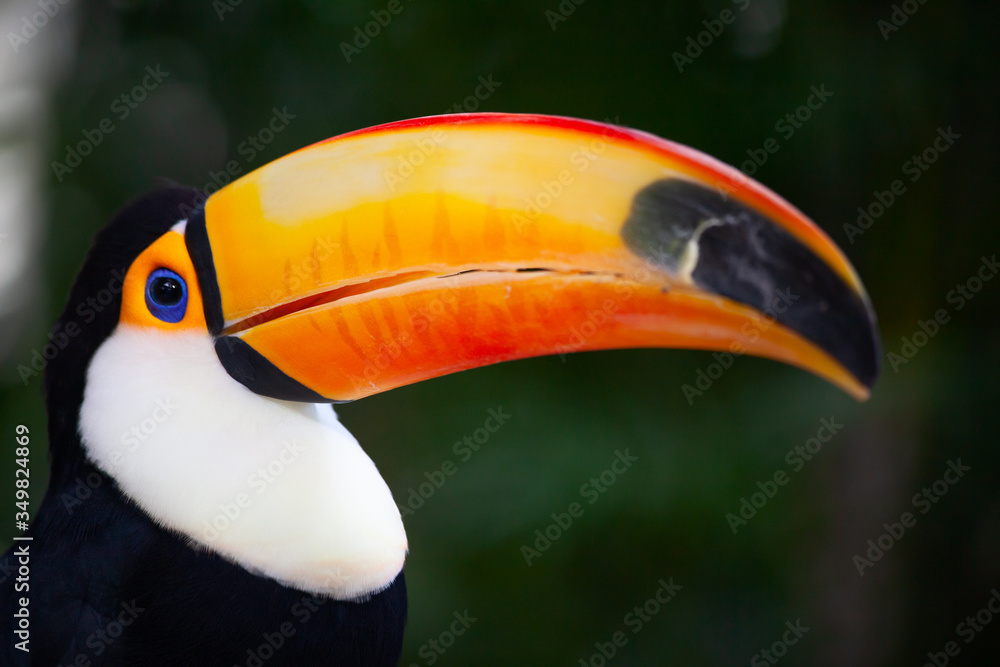Fototapeta premium Colorful tucan