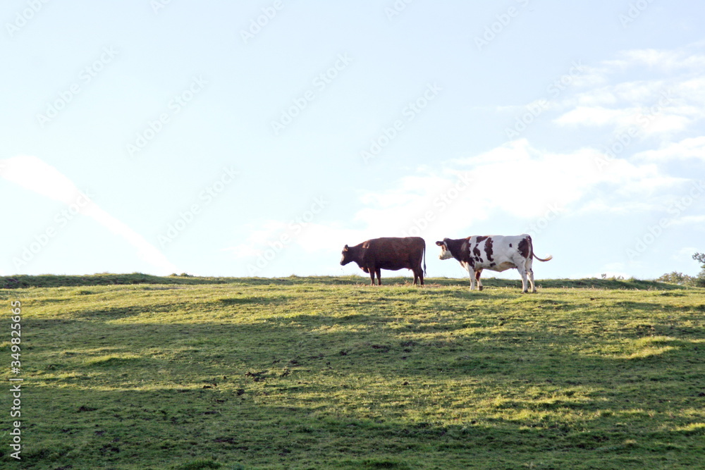 cows, black and red, on a green meadow with blue sky cows, black and red, on a green meadow with blue sky