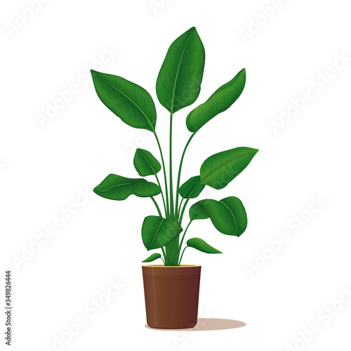 Ornamental potted plant. Home decor. Vector illustration. Bird of paradise plant, strelitzia isolated on a white background. Indoor design elements.