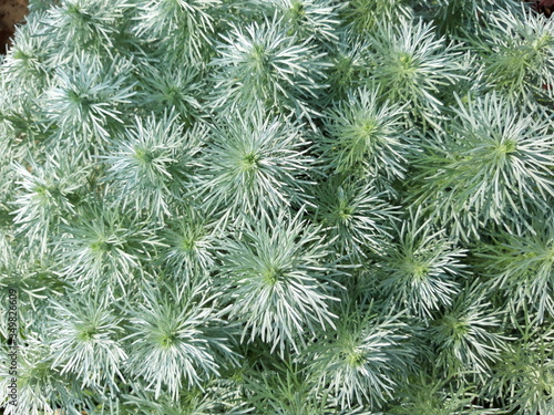 Neutral color green plant image 1