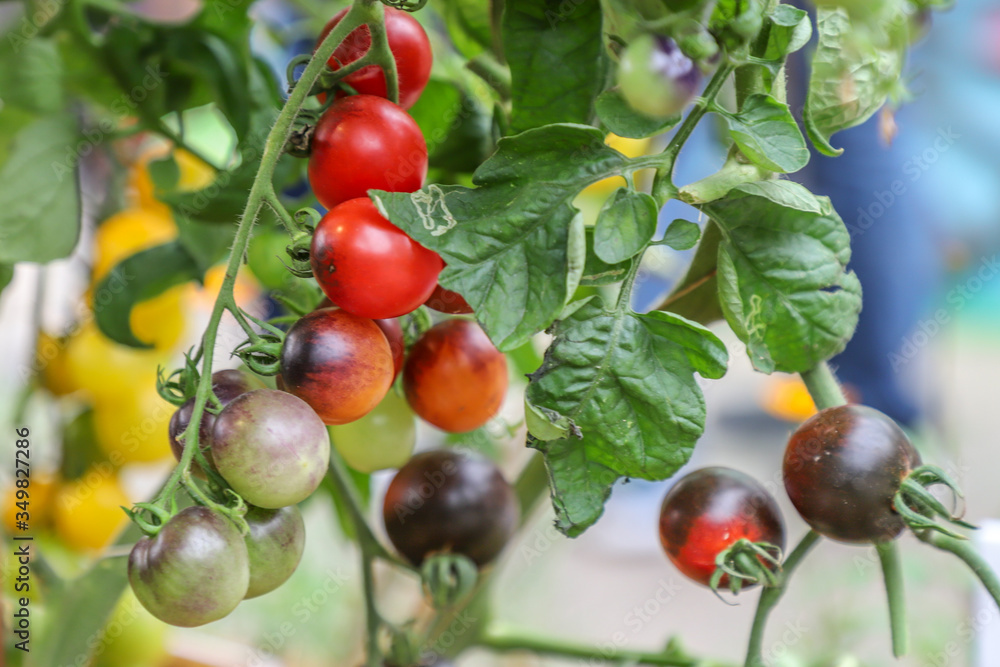 Locally Produced fresh organic fruits and vegetables (tomatoes) Locally Produced fresh organic fruits and vegetables (tomatoes)
