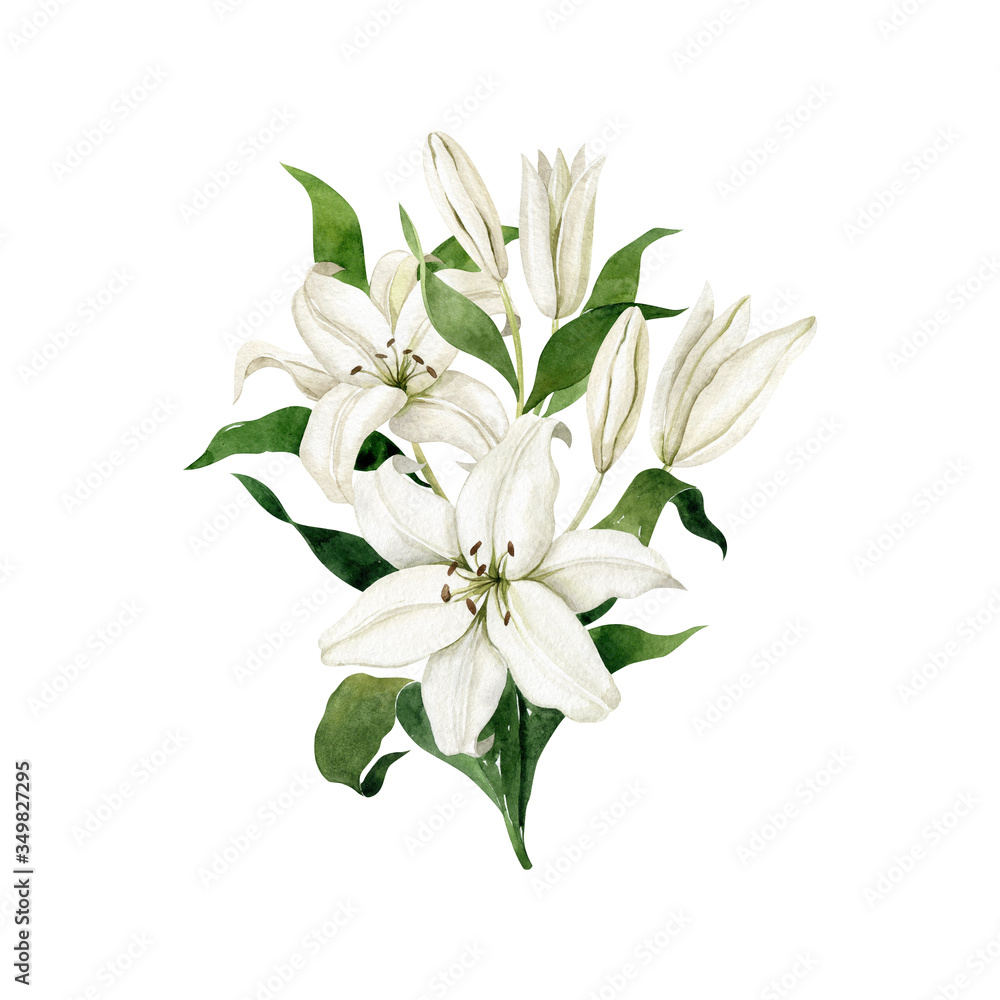 Watercolor white lilies single vertical bouquet isolated on white background. Floral compositionHand drawn clipart for wedding invitations, birthday stationery, greeting cards, scrapbooking. Watercolor white lilies single vertical bouquet isolated on white background. Floral compositionHand drawn clipart for wedding invitations, birthday stationery, greeting cards, scrapbooking.