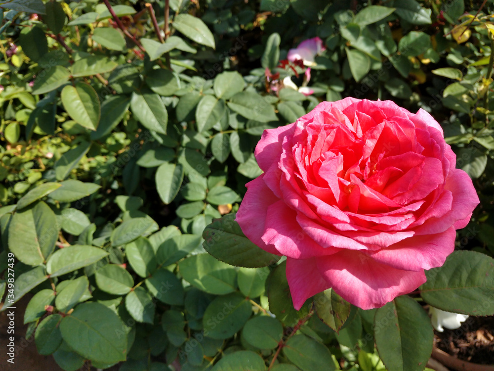 Beautiful rose flowers in nursery, rose flowers in garden Beautiful rose flowers in nursery, rose flowers in garden
