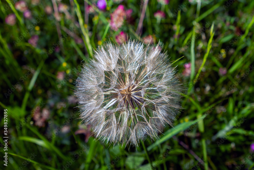 Dandelion flower in spring, photographed very closely Dandelion flower in spring, photographed very closely