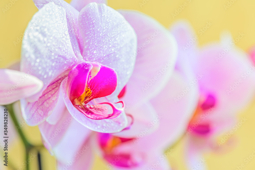 Beautiful light-purple phalaenopsis orchid flower, known as fluttering butterflies. Macro.