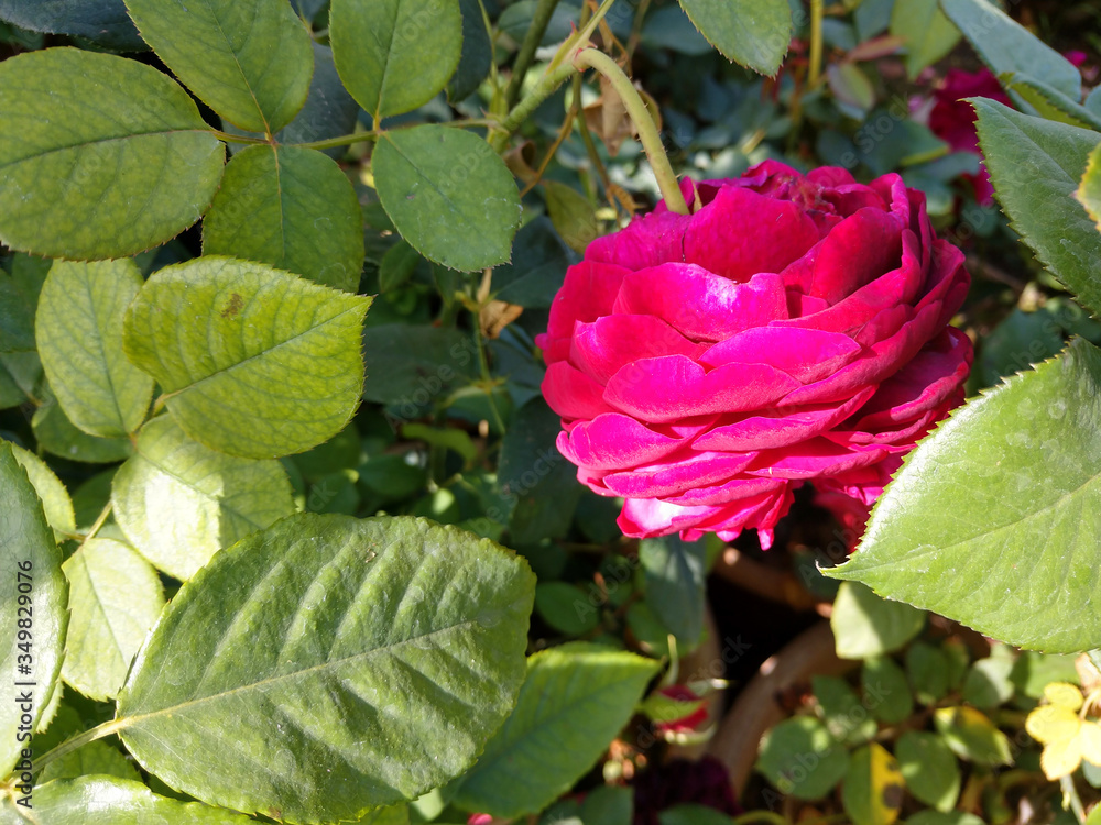 Beautiful rose flowers in nursery, rose flowers in garden Beautiful rose flowers in nursery, rose flowers in garden