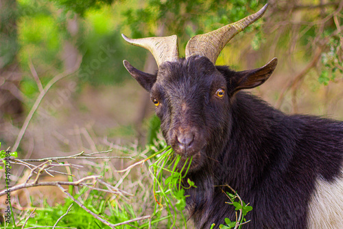 Photography Black goat with yellow eyes eating grass