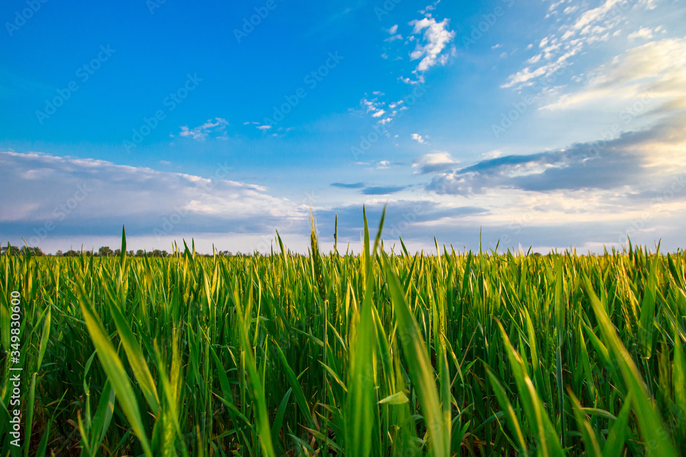 Fototapeta premium Field of green wheat on a sunny day