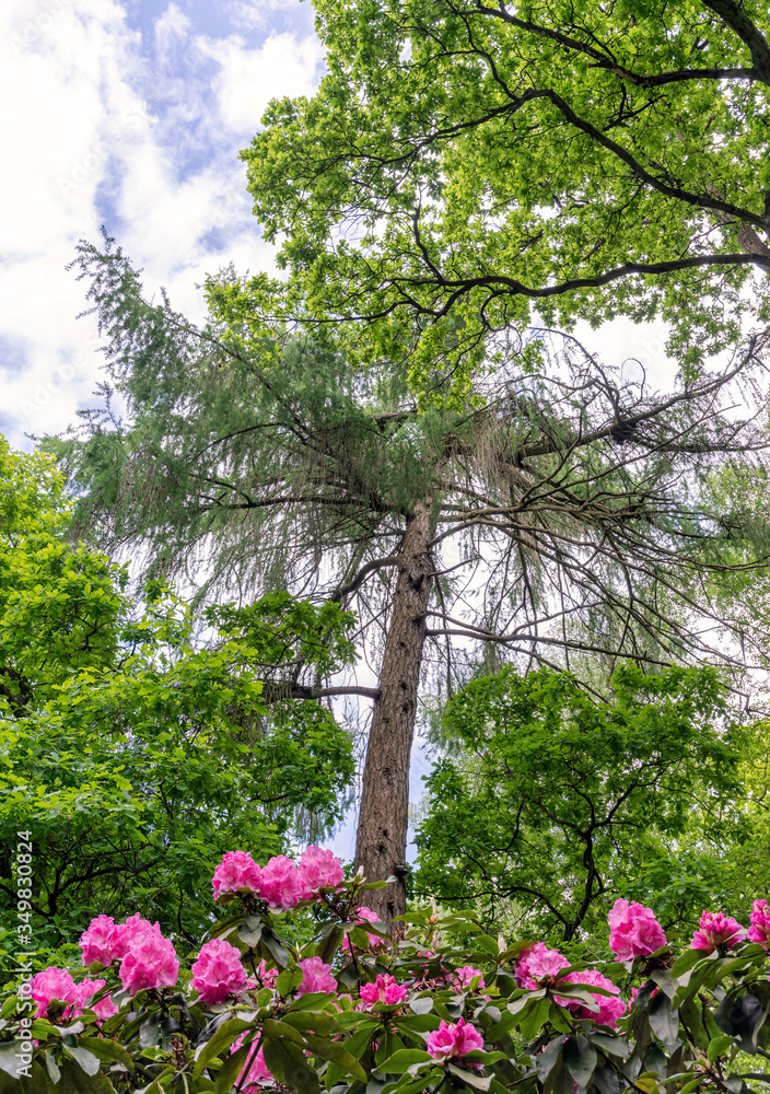 Woodland pine tree and flowers.