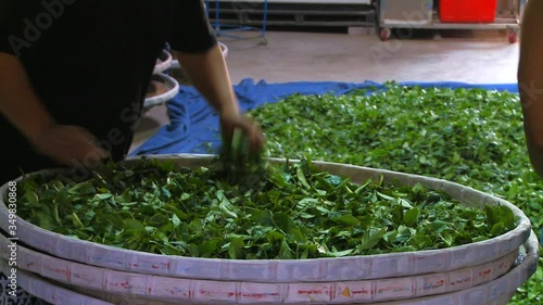 Workers put tea leaves in trays to wither