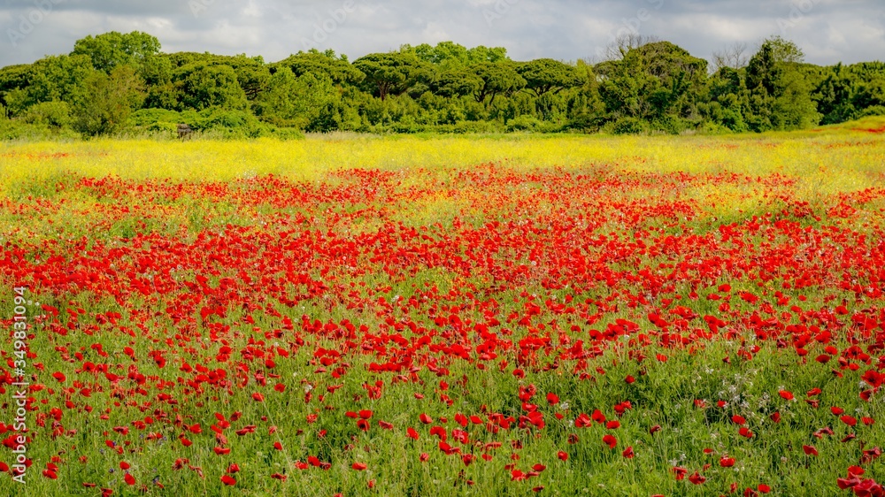 Paysage de campagne en été Paysage de campagne en été