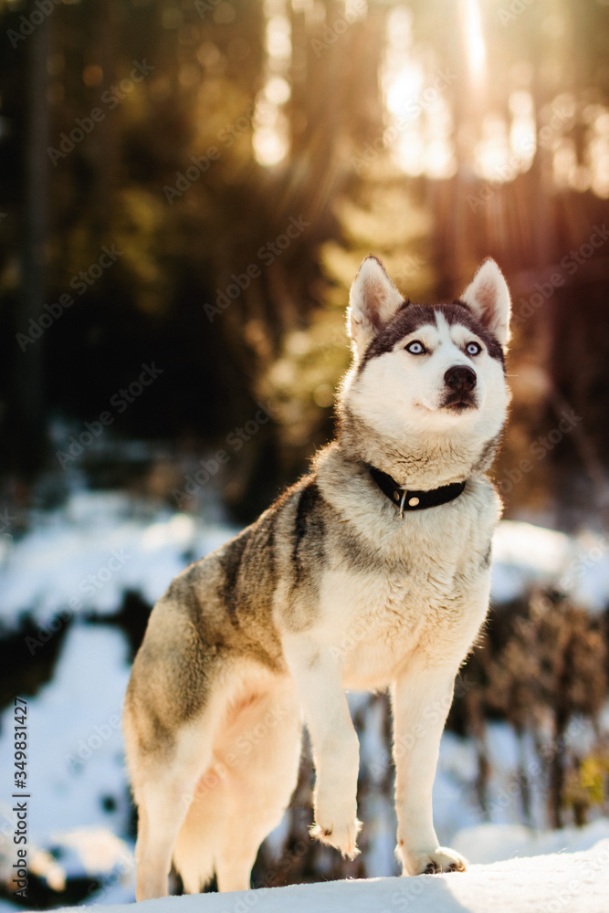 Husky's dog looks to the side while the back of the snow and sun