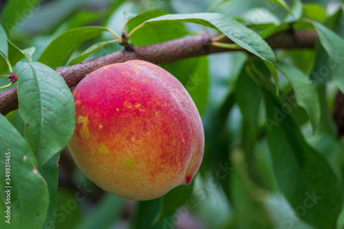 
ripe peach