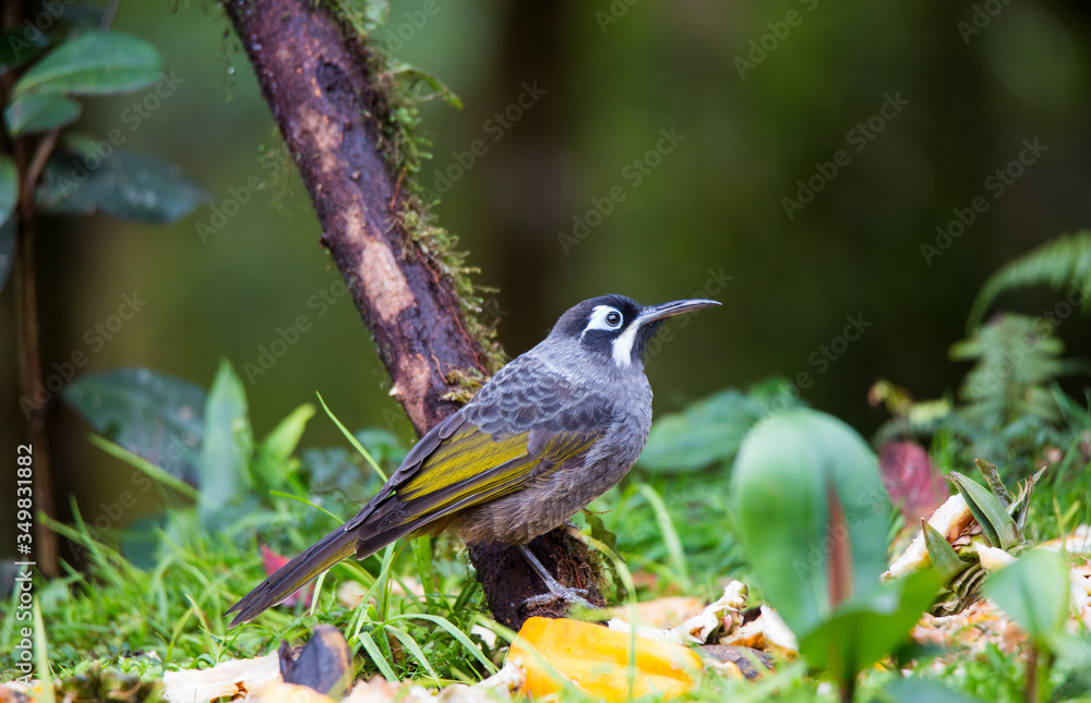 Beautiful Bird-of-paradise of New Guinea with long tail and beak aeting tropical fruit Beautiful Bird-of-paradise of New Guinea with long tail and beak aeting tropical fruit