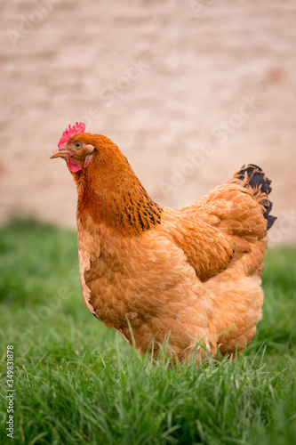 Chicken in the yard rural farming