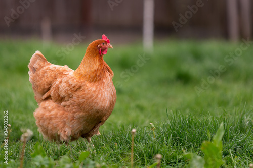 Chicken in the yard rural farming © Mihai