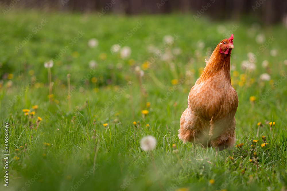 Fototapeta premium Chicken in the yard rural farming