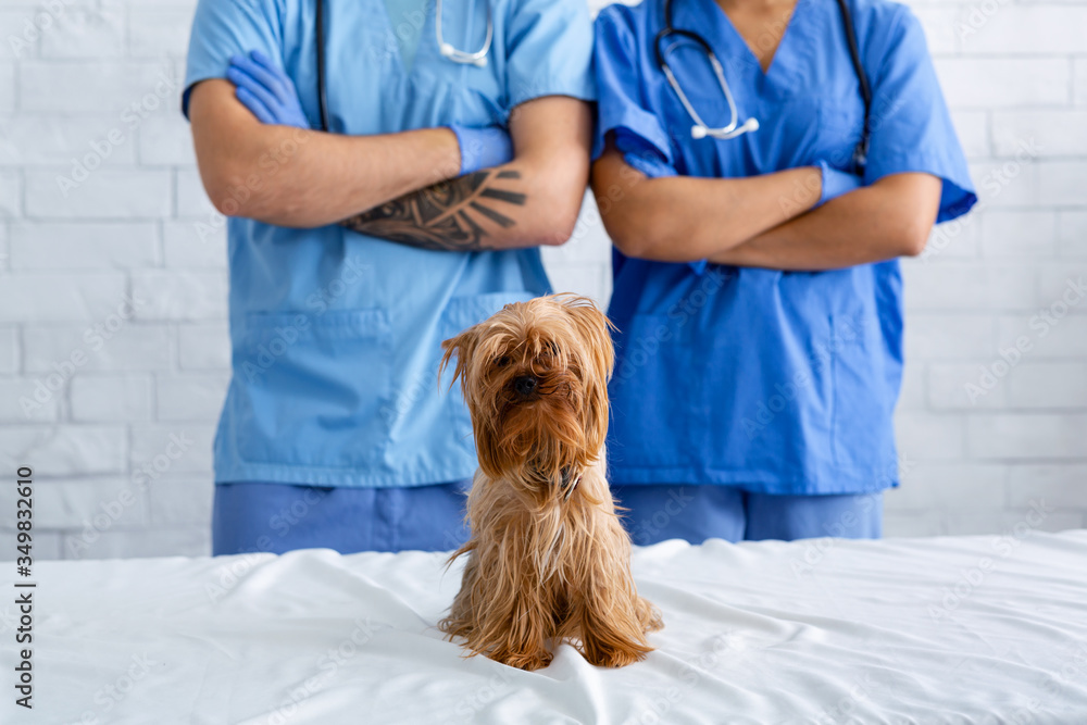 Unrecognizable veterinarian team with crossed arms and adorable Yorkshire terrier at animal clinic, close up