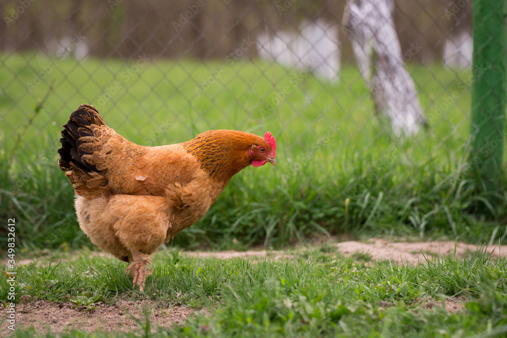 Fototapeta premium Chicken in the yard rural farming