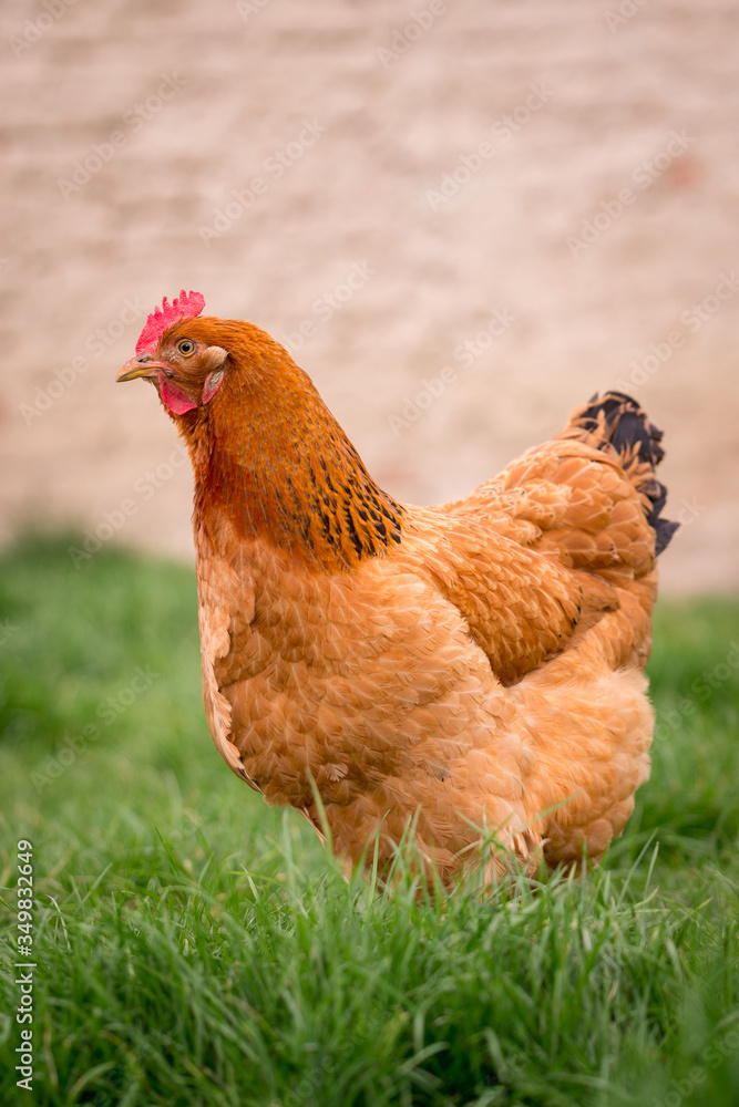 Fototapeta premium Chicken in the yard rural farming