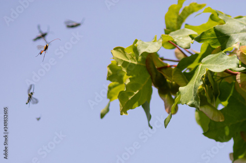 flying insects