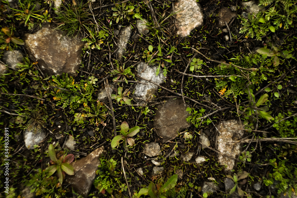 Ground surface texture. Green grass with moss and stones background. Environment concept. Copy space Ground surface texture. Green grass with moss and stones background. Environment concept. Copy space