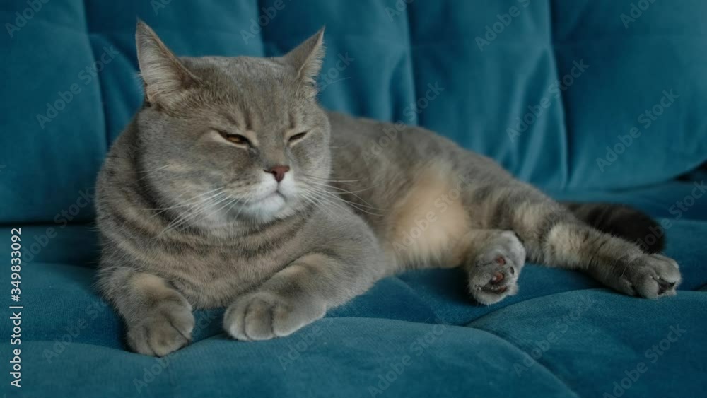 Big grey british cat is sleeping lying on the sofa. Big grey british cat is sleeping lying on the sofa.