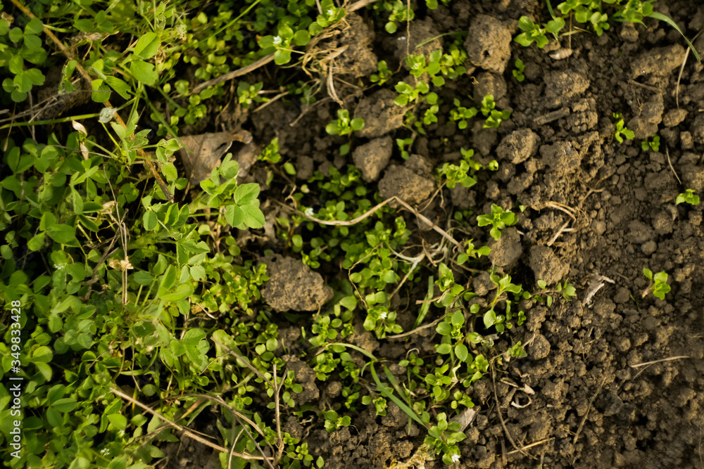Green grass meadow top view. Soil texture. Agriculture concept. Forest trail wallpaper. Environment background Green grass meadow top view. Soil texture. Agriculture concept. Forest trail wallpaper. Environment background