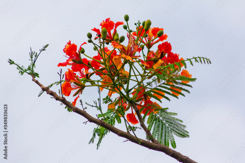Delonix regia flower on stem with green leaf with sky background Delonix regia flower on stem with green leaf with sky background