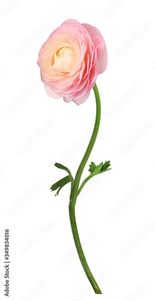 Closeup of pink ranunculus flower Closeup of pink ranunculus flower