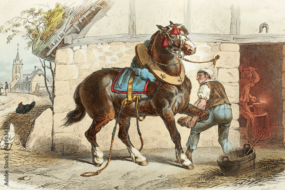The draft horse. Antique illustration. 1856.