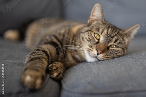 Adorable kitty lying on sofa