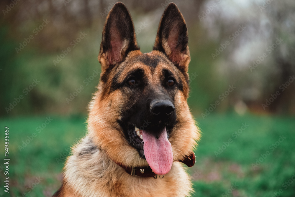 Portrait of a German shepherd in close-up. A thoroughbred dog smiles.