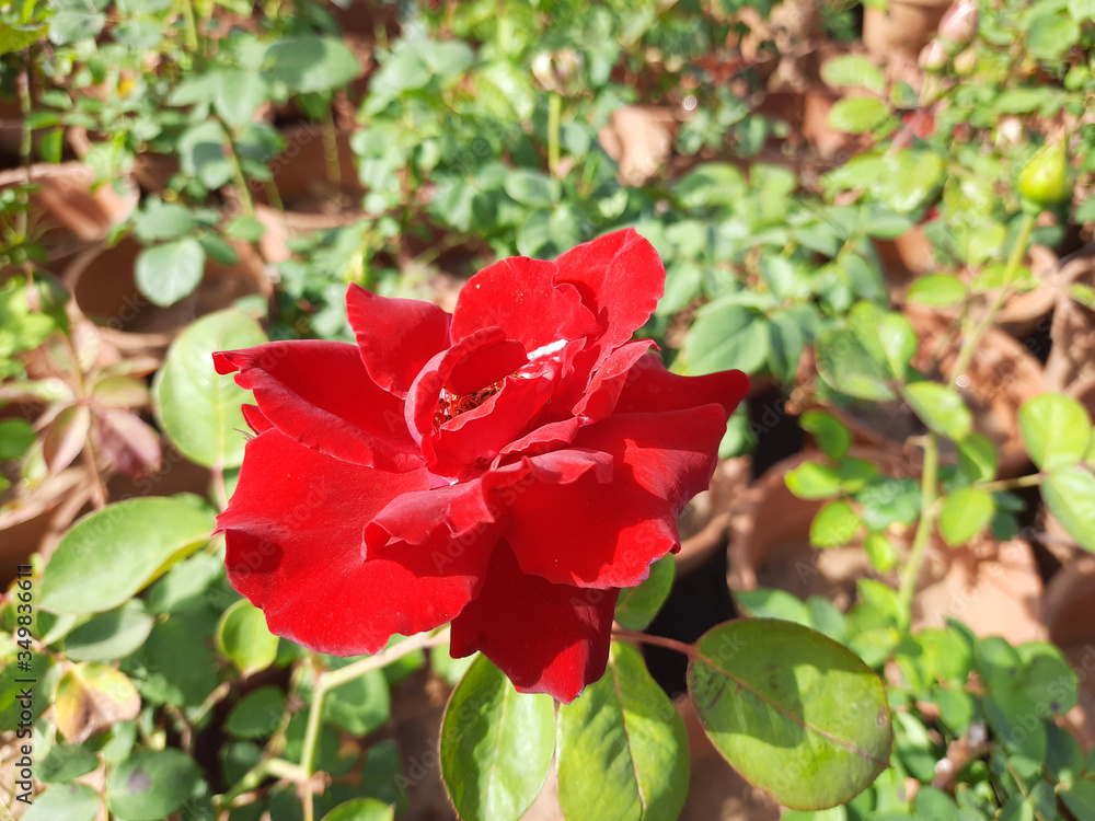 Beautiful rose flowers in nursery, rose flowers in garden Beautiful rose flowers in nursery, rose flowers in garden