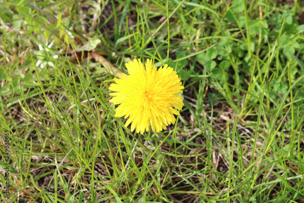 yellow large dandelion on a summer day yellow large dandelion on a summer day