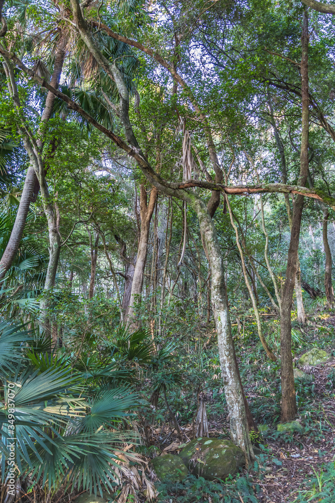 Fototapeta premium Into the Rain Forest on the Central Coast