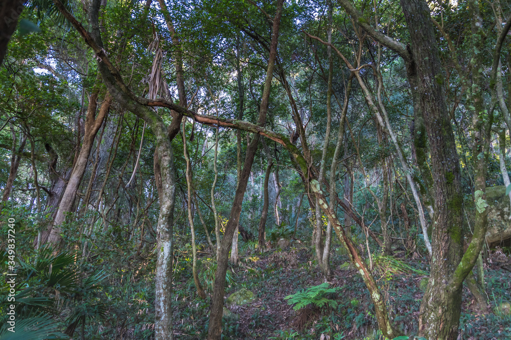 Fototapeta premium Into the Rain Forest on the Central Coast