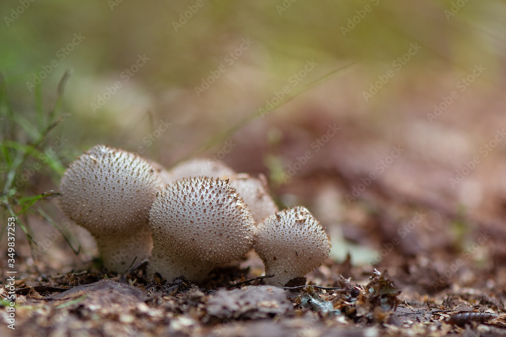 close up of a mushrooms close up of a mushrooms