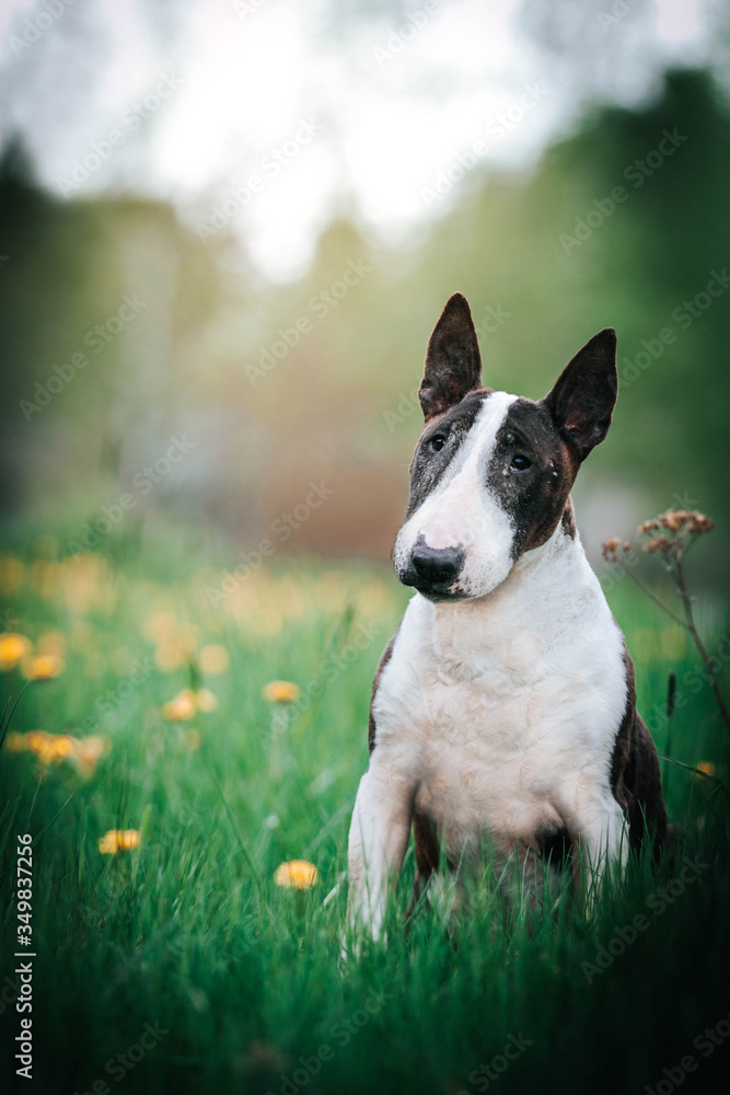 Bull terrier old dog posing in green background. Happy dog in kennel. Bullterrier outside. Old and healthy dog. Bull terrier old dog posing in green background. Happy dog in kennel. Bullterrier outside. Old and healthy dog.