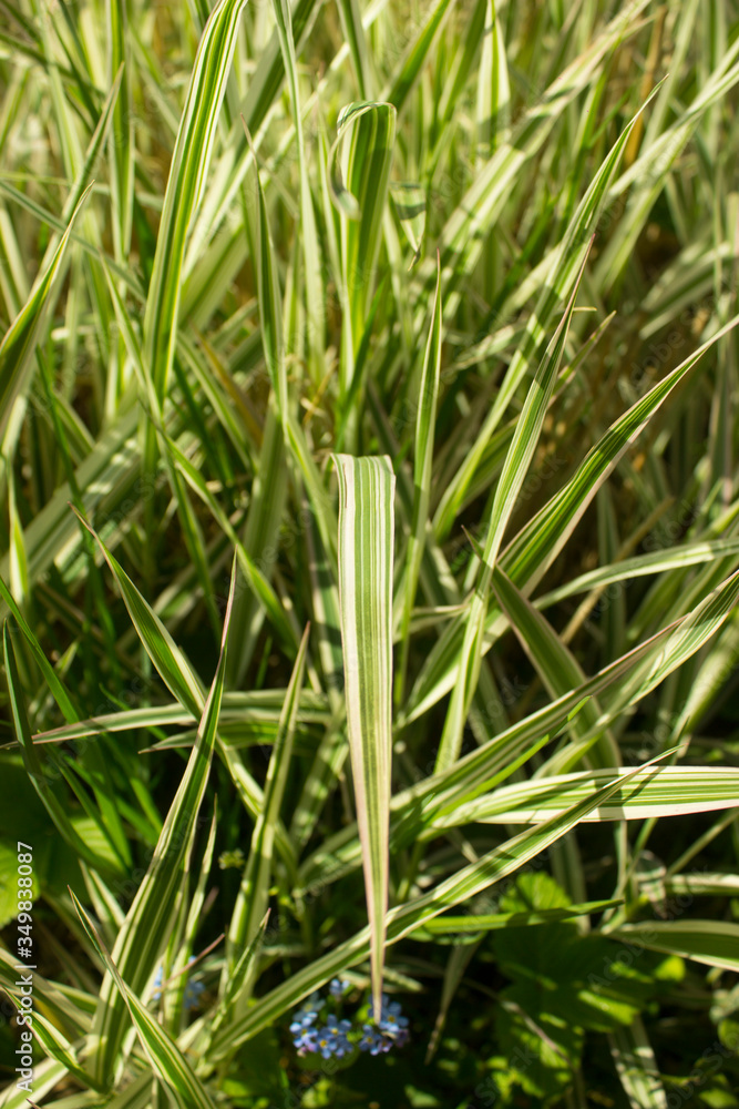 Striped green grass Variegated Sedge 'Ice Dance' (Carex morrowii, foliosissima) with dew drops. Decorative long grass, evergreen sedge with white and green striped foliage. Striped green grass Variegated Sedge 'Ice Dance' (Carex morrowii, foliosissima) with dew drops. Decorative long grass, evergreen sedge with white and green striped foliage.